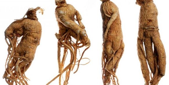 Root ginseng για να αυξήσει το πέος